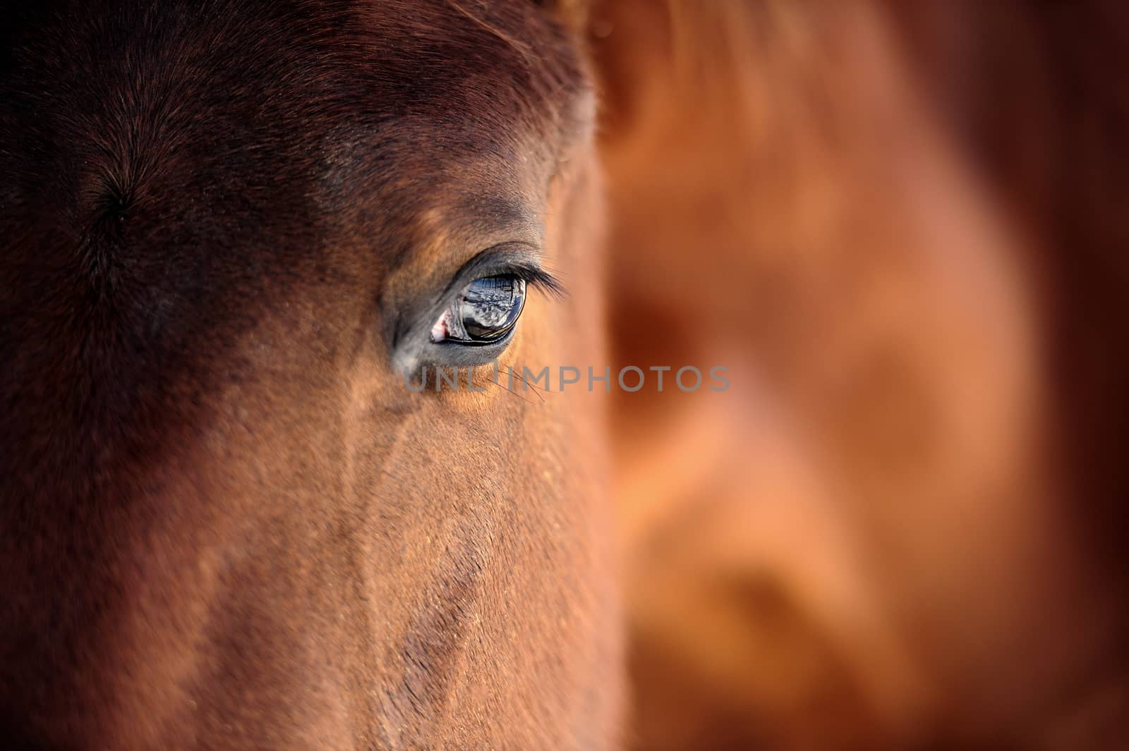 Eye of Arabian bay horse