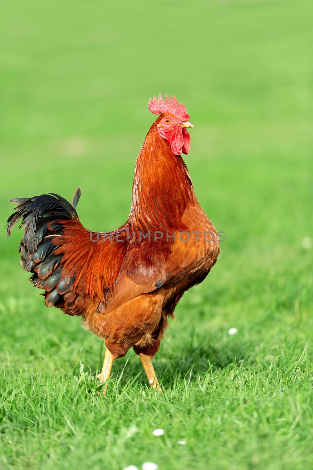 Beautiful Rooster in grass on a farm