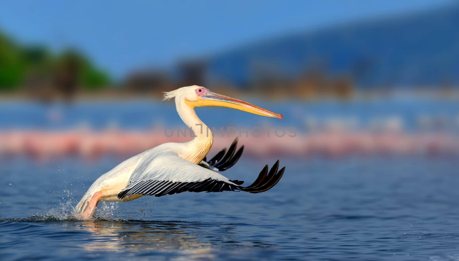 Great white pelican flying over the lake, Kenya, Africa