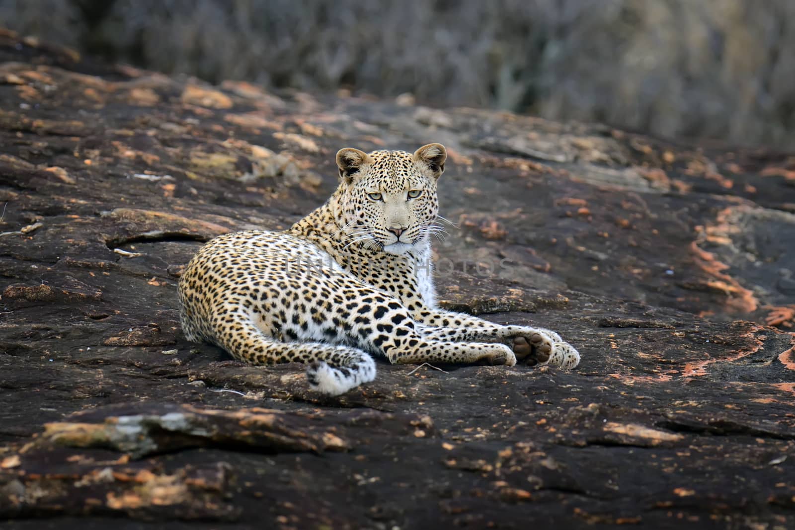 Close-up leopard in National park of Kenya, Africa