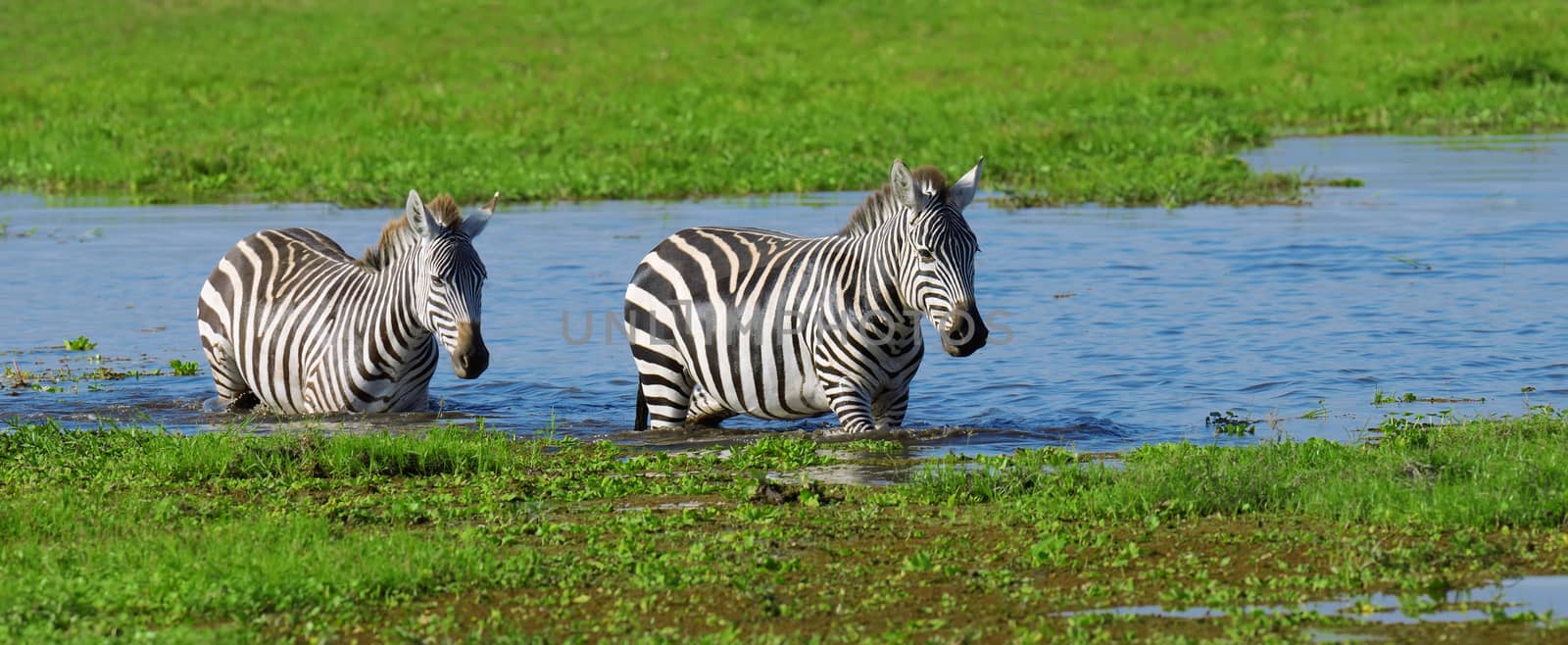 Zebra on grassland in National park of Africa