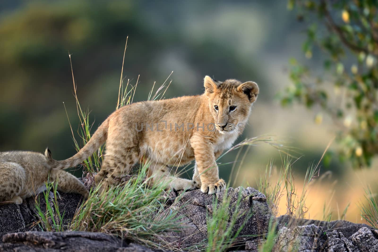 African Lion cub, (Panthera leo), National park of Kenya, Africa