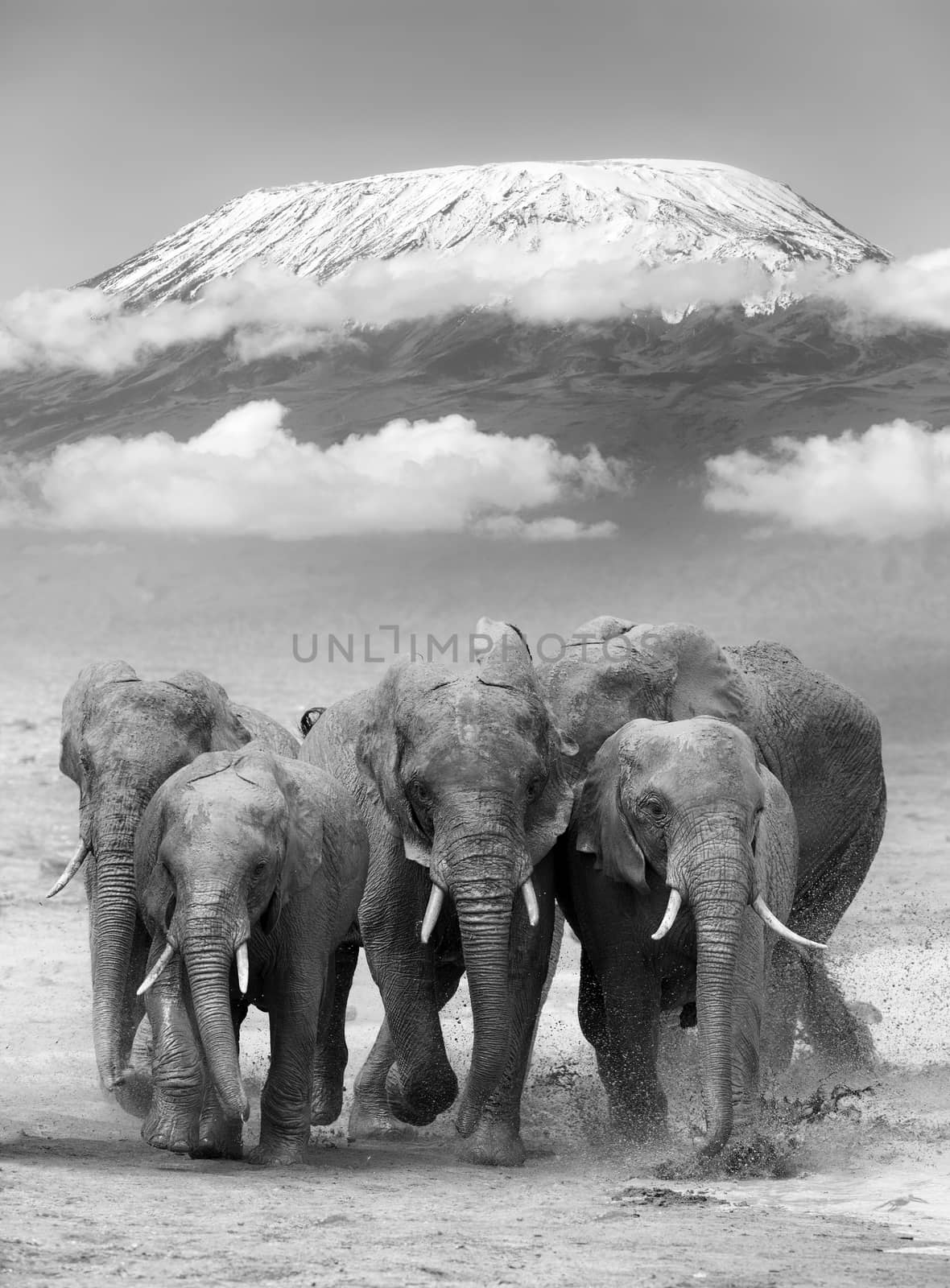 Elephant on Kilimanjaro mount. National park of Kenya, Africa