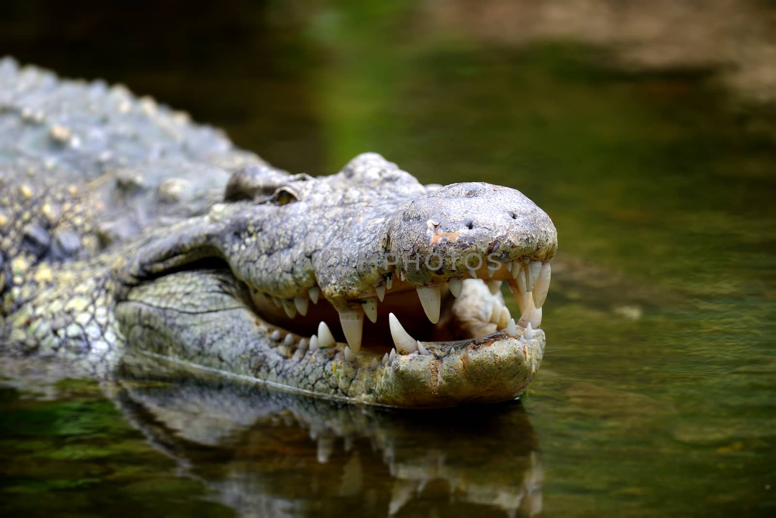Crocodile in river. National park of Africa
