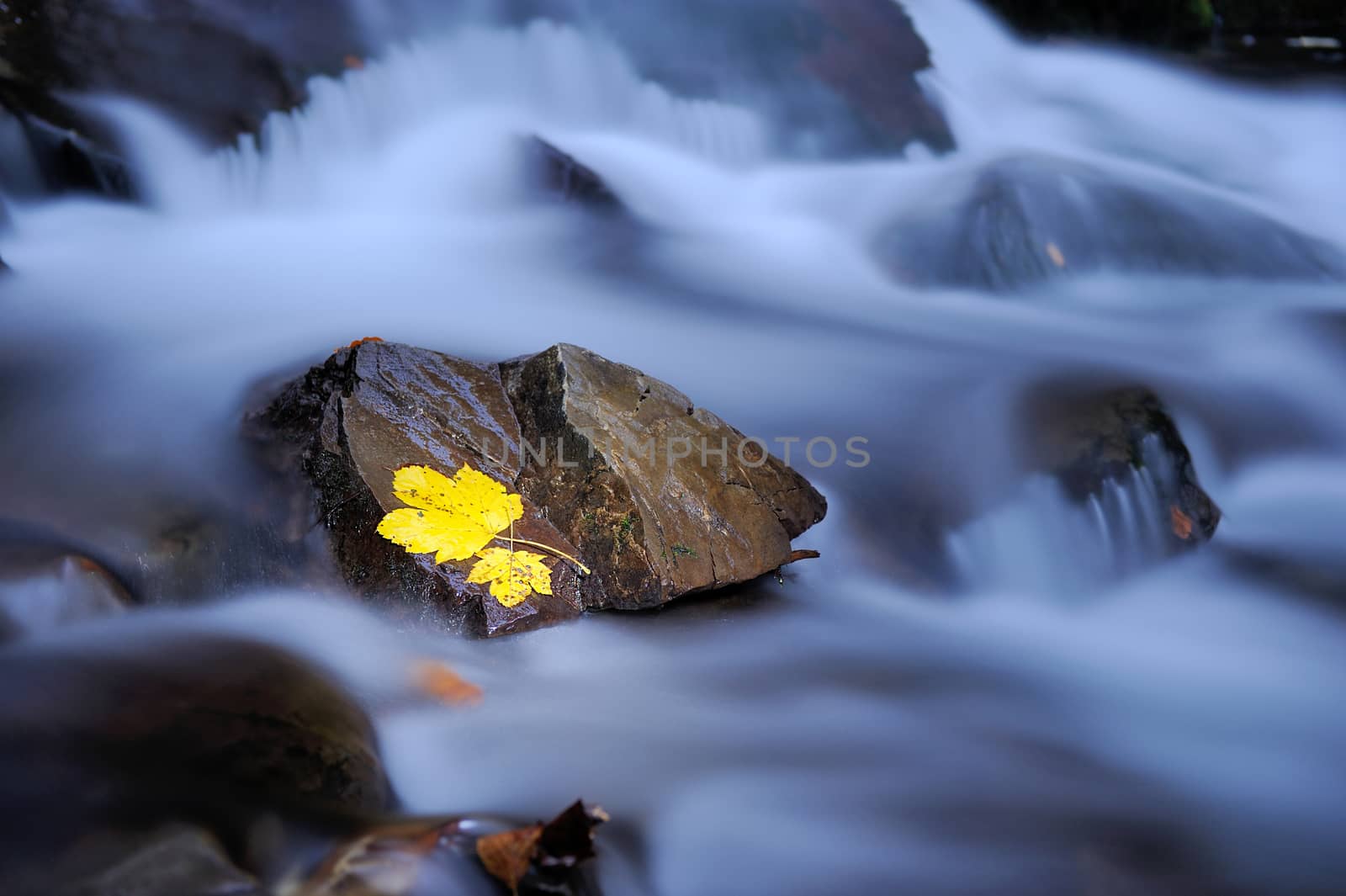 Autumn colors in stream. Leaf is laying on wet basalt stone. Stones and colorful autumn leaves.