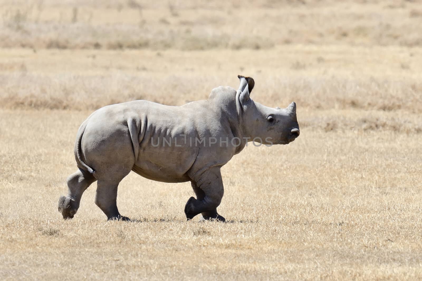 African white rhino, National park of Kenya, Africa