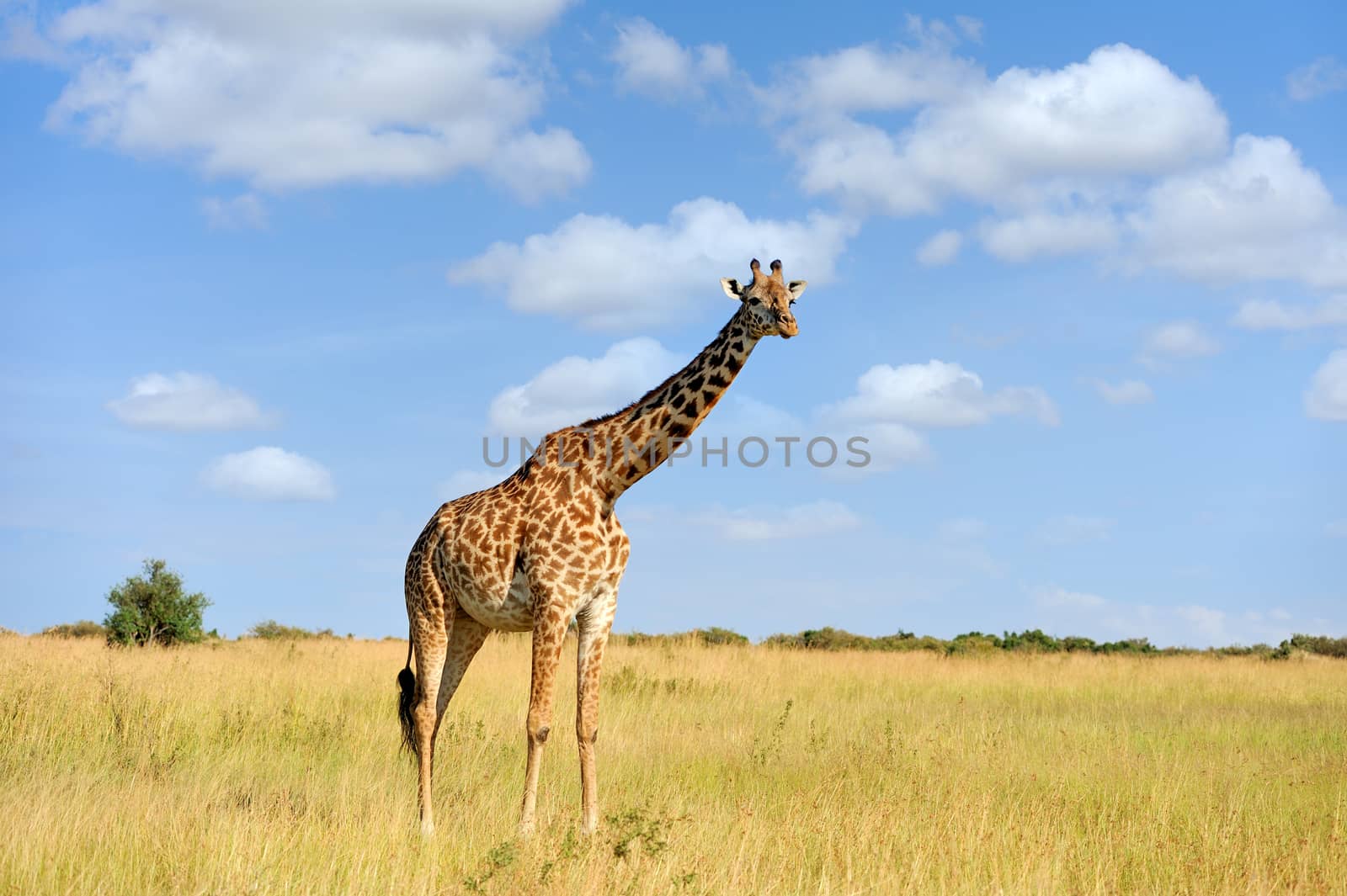 Giraffe on savannah in National park of Africa