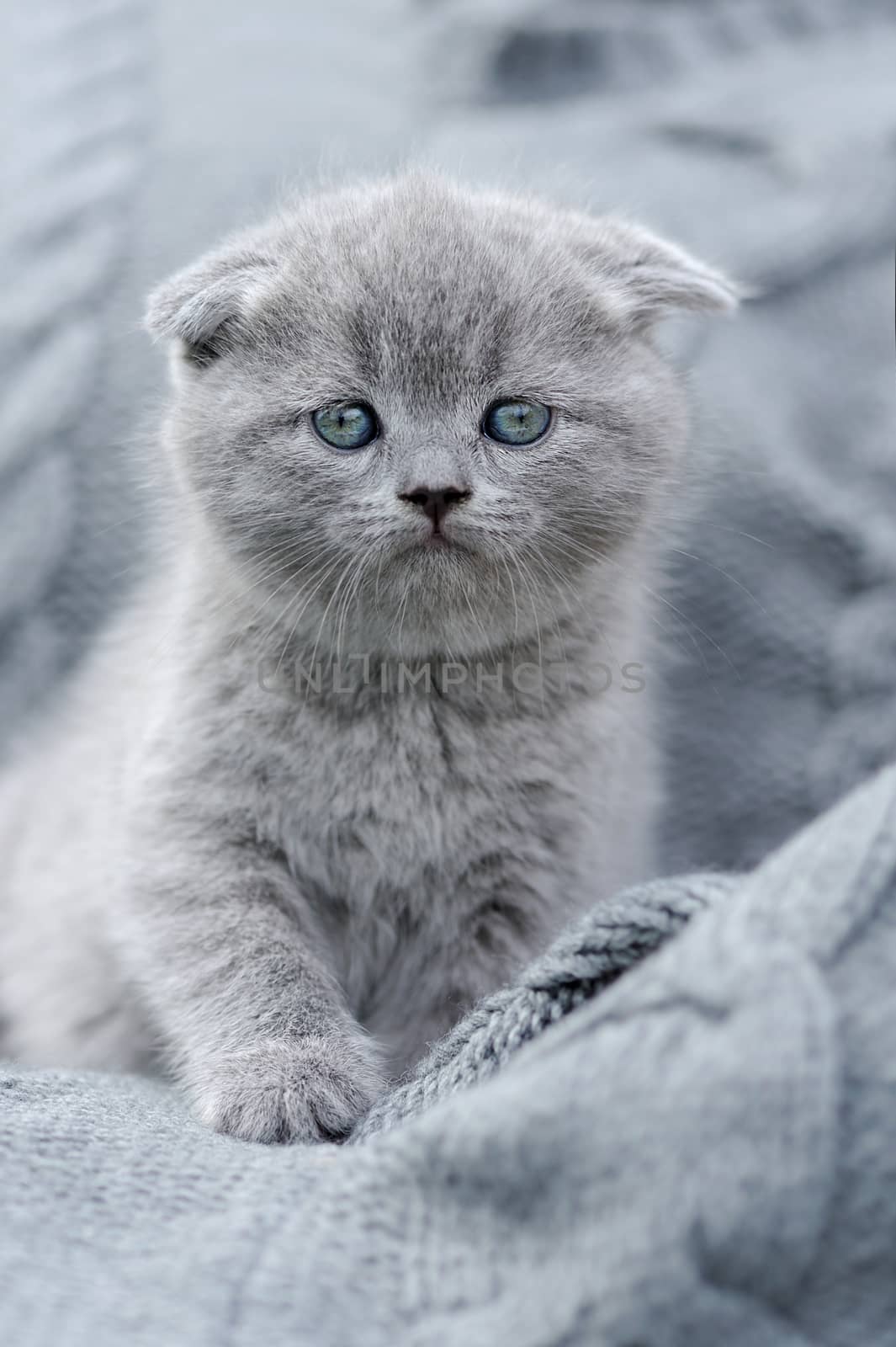 Cute gray funny baby kitten in gray cloth