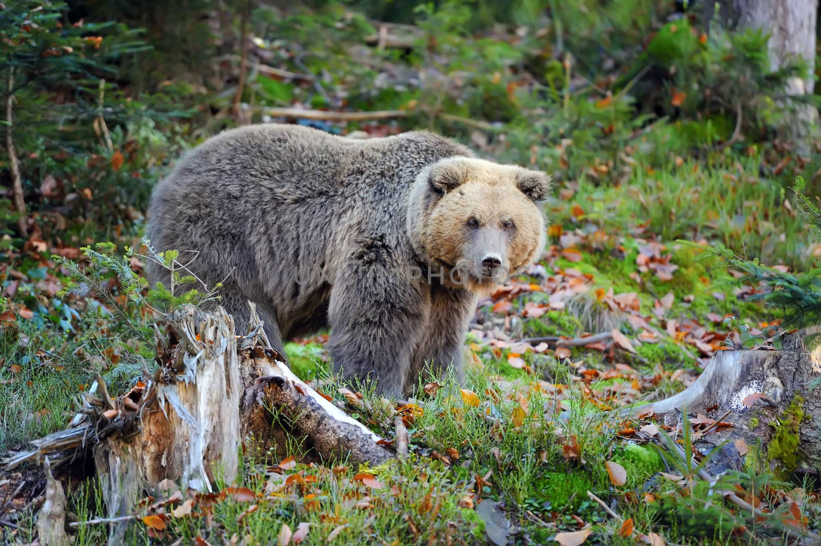 Big brown bear (Ursus arctos) in the forest