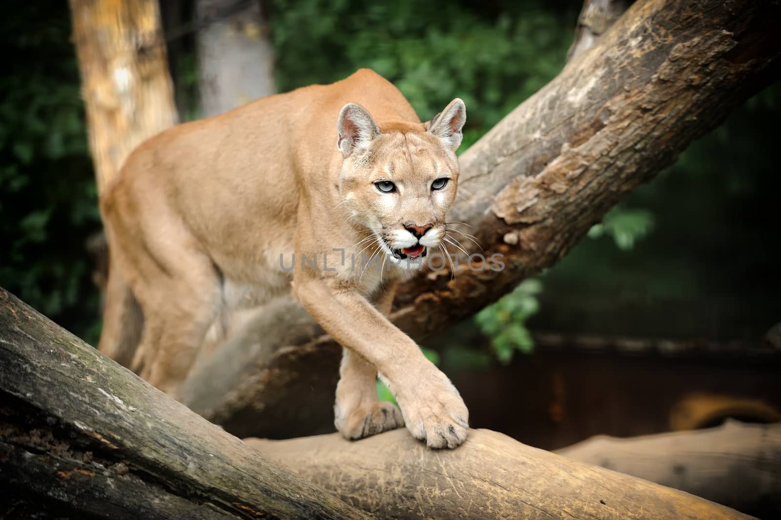 Puma Face in the wild