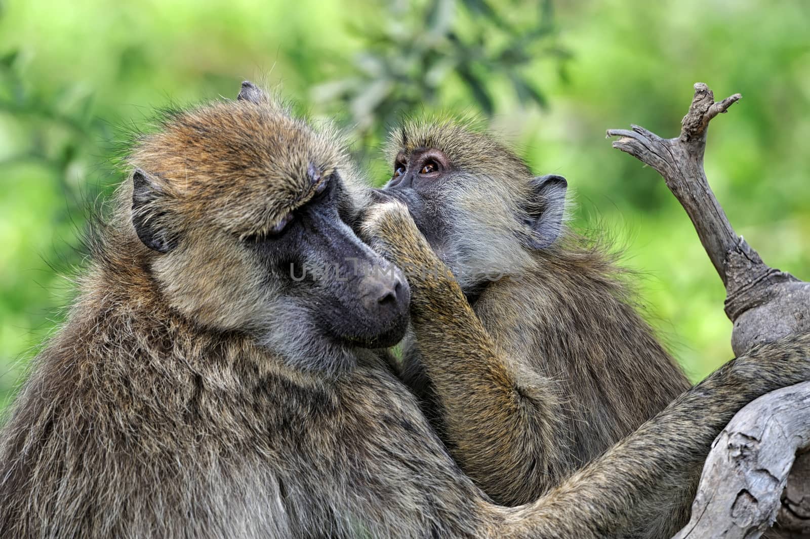 Young olive baboon in Masai Mara National Park of Kenya