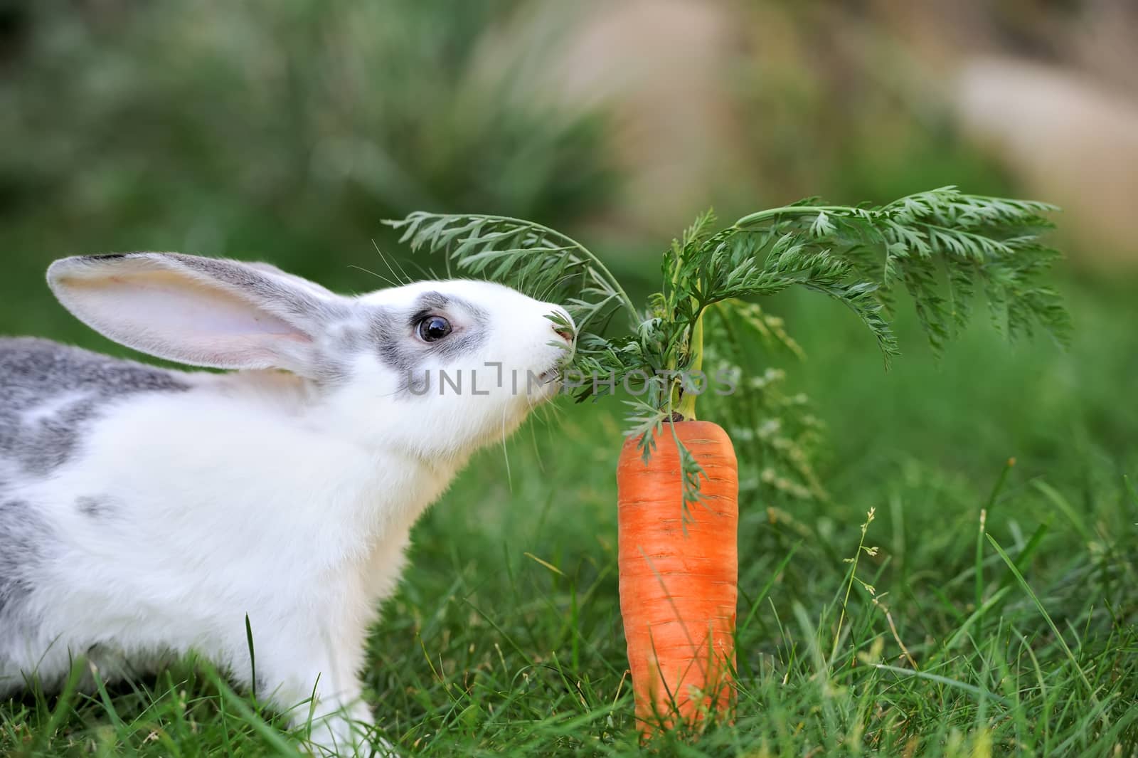 Baby rabbit in grass. Summer day