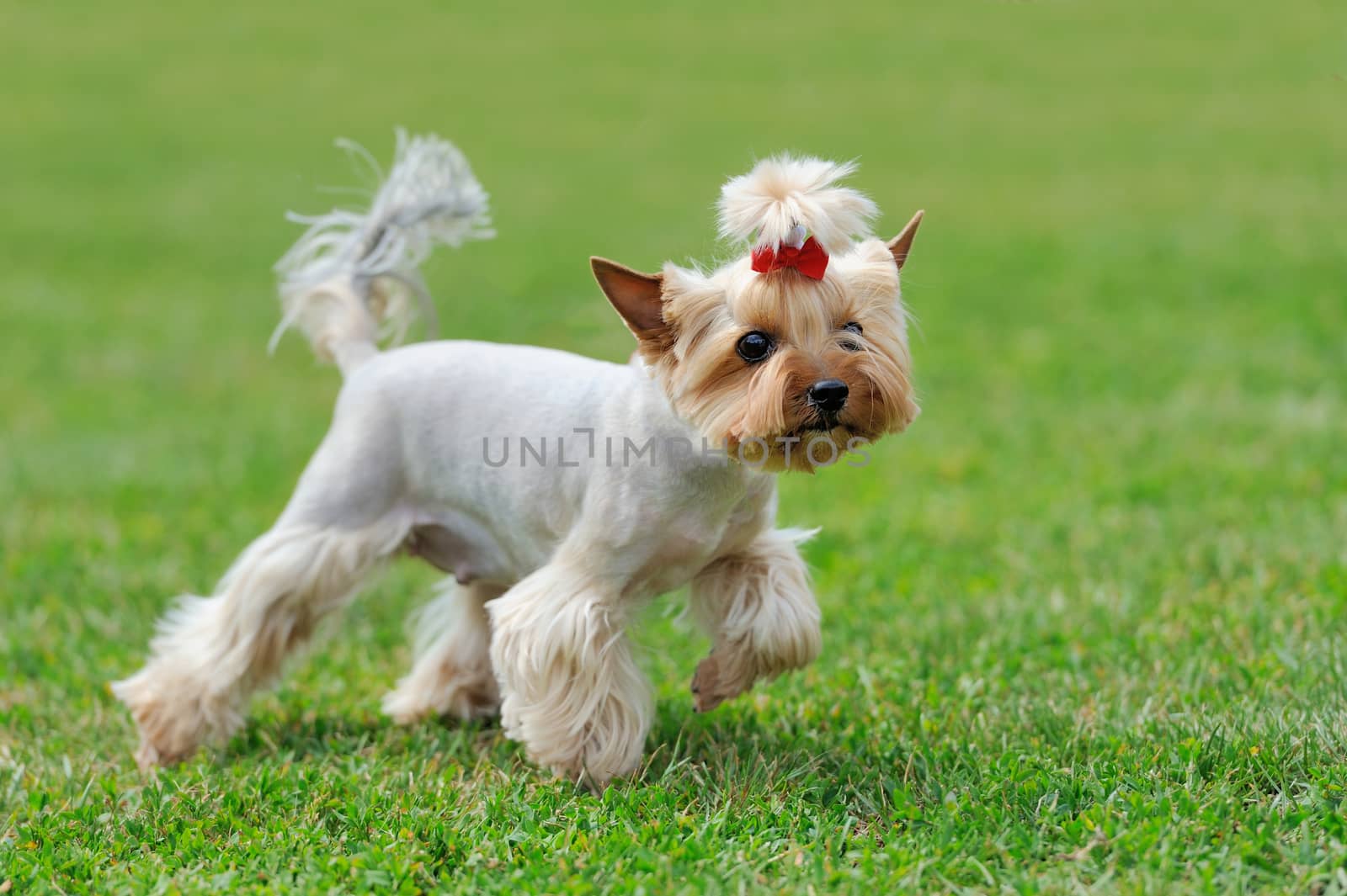 Close Yorkshire Terrier dog in green summer grass