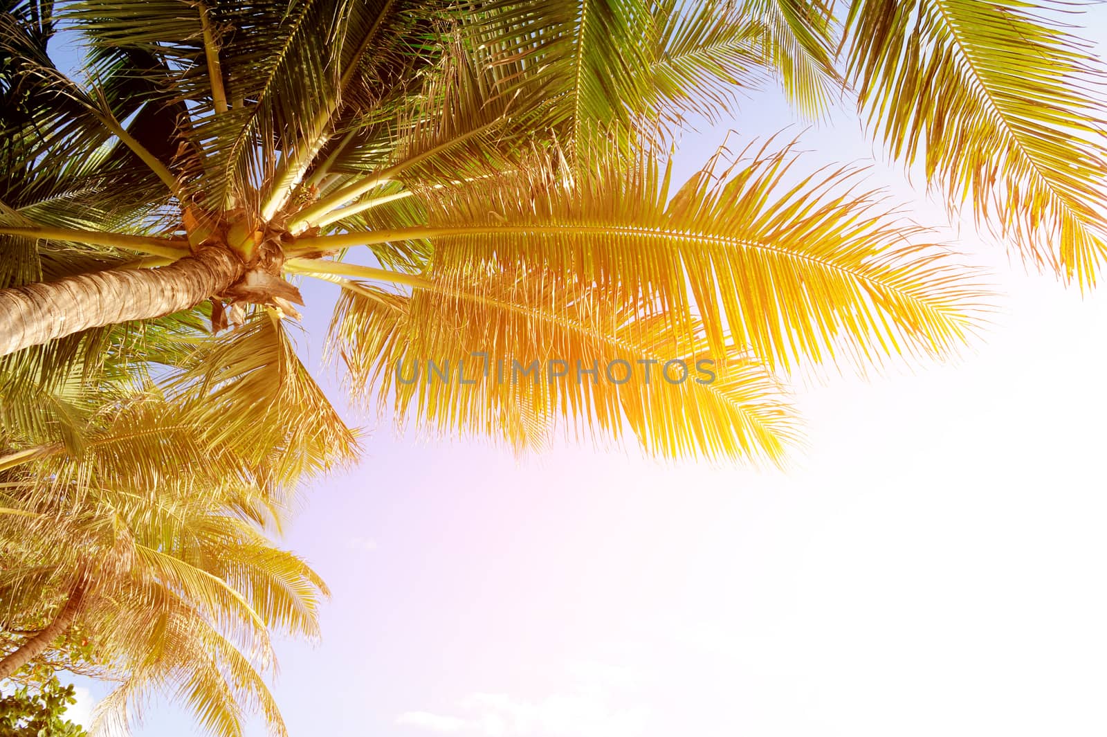 Beautiful green palm tree on blue sky background