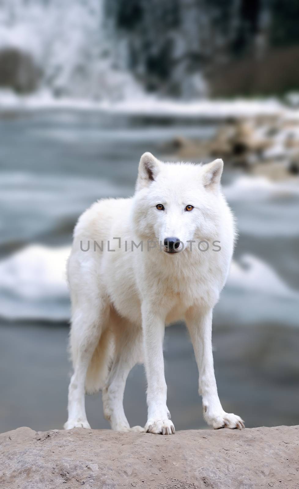 White wolf on the winter river