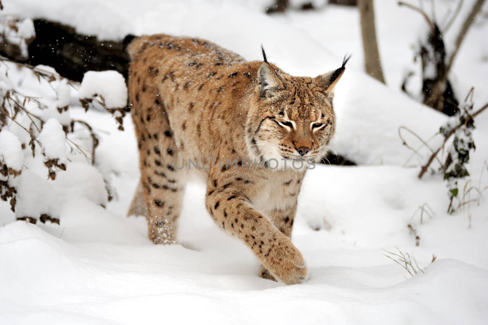 Beautiful wild lynx in winter
