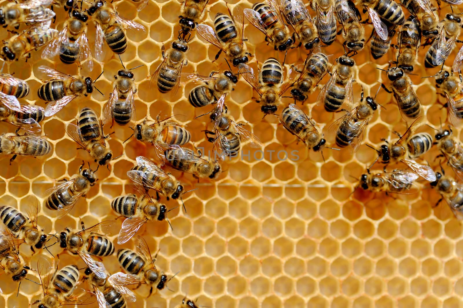 Close up view of the working bees on honey cells