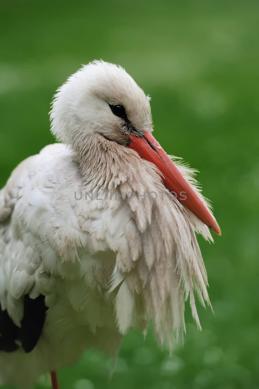 Close-up stork portrait on green background