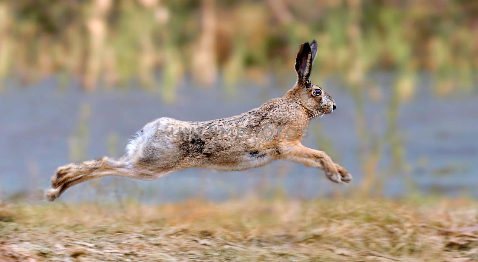 Hare running in a meadow 