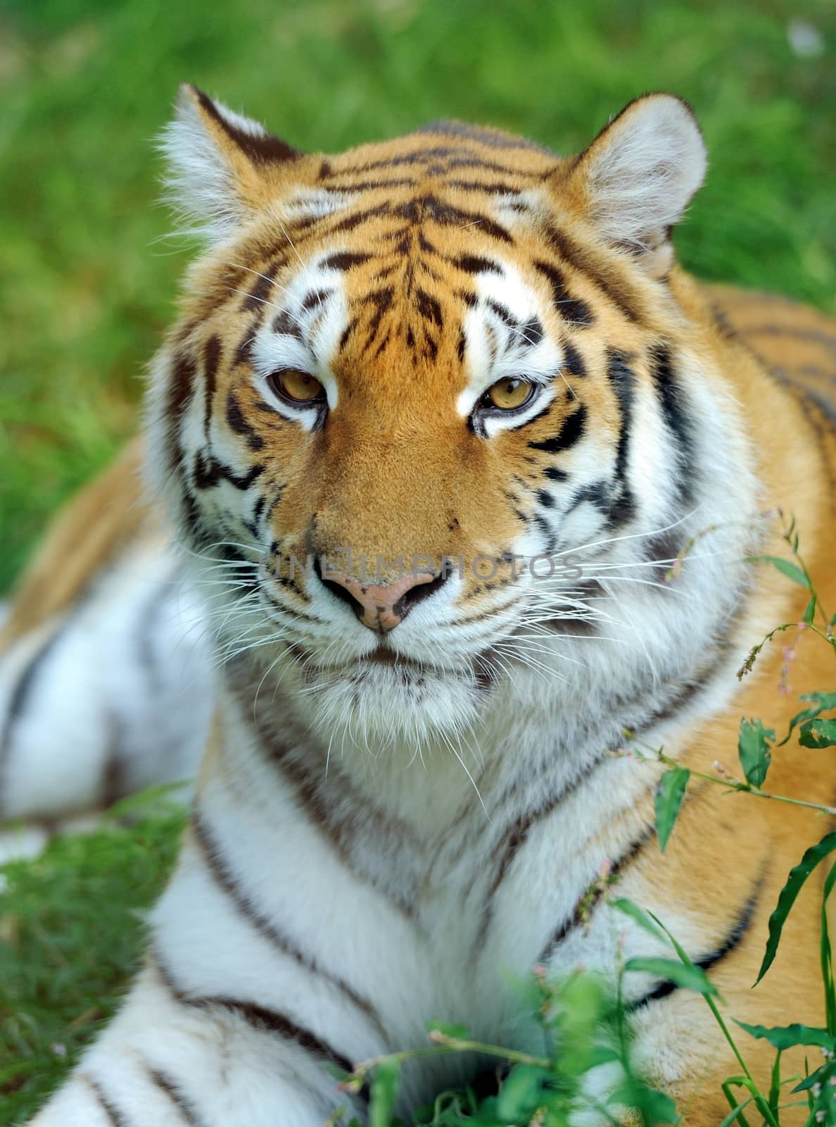 Tiger by byrdyak