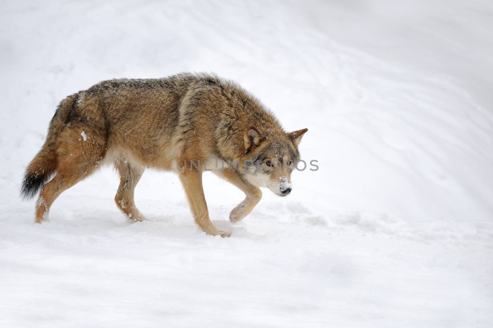Beautiful wild gray wolf in winter