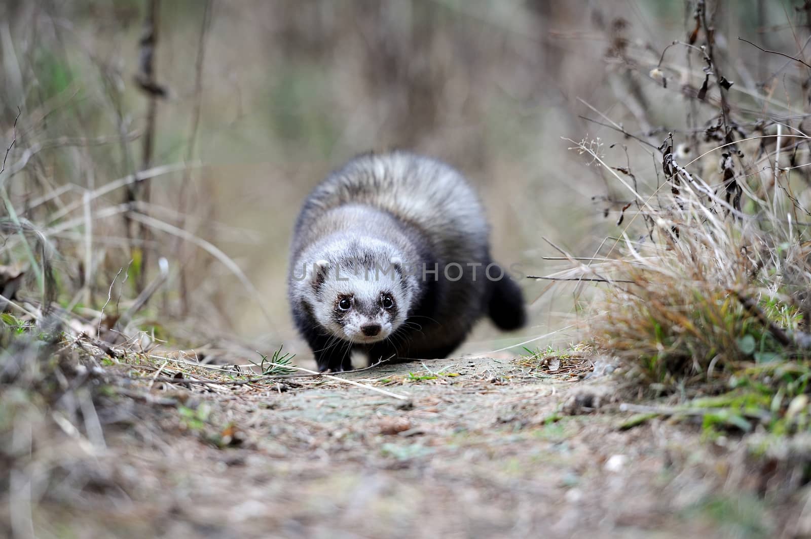 Wild polecat in forest