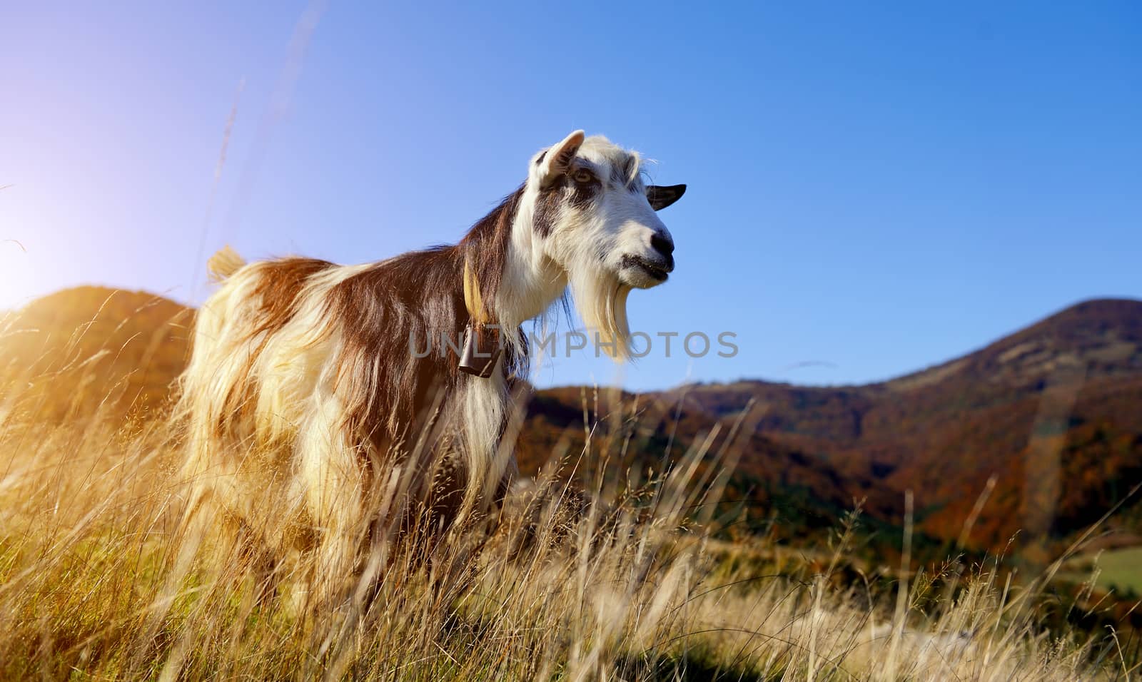 Goat in mountain. Autumn season