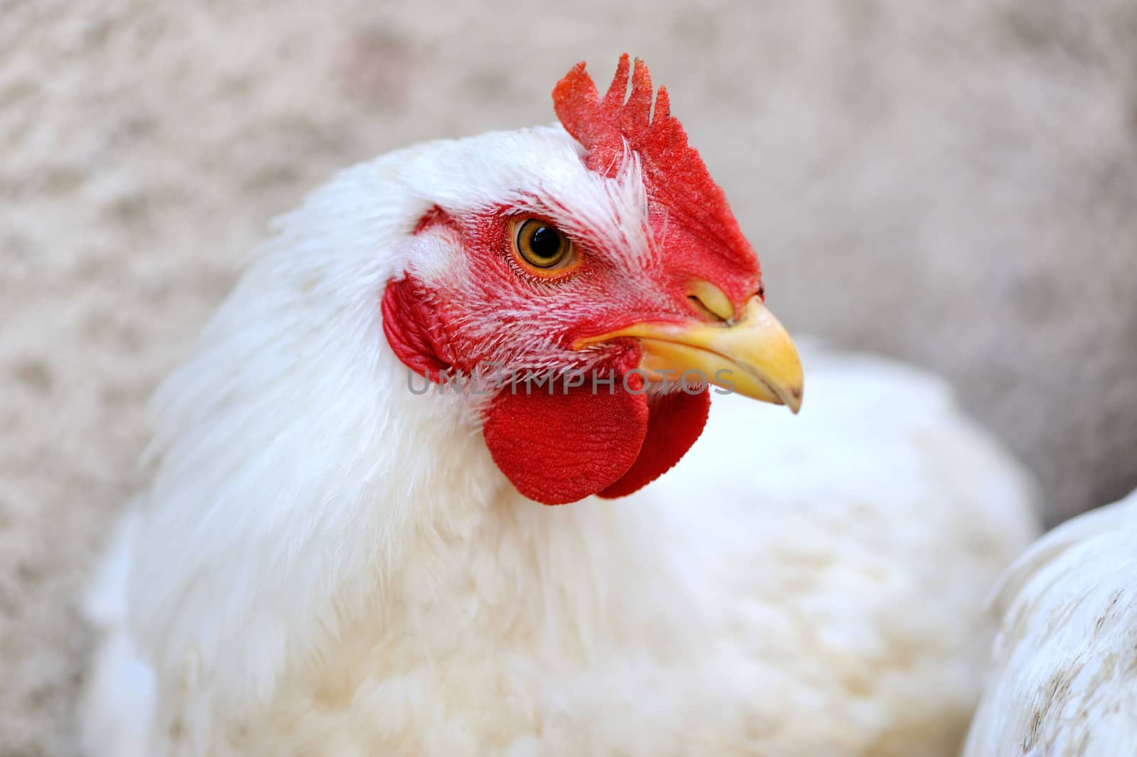 Portrait white chicken in farm