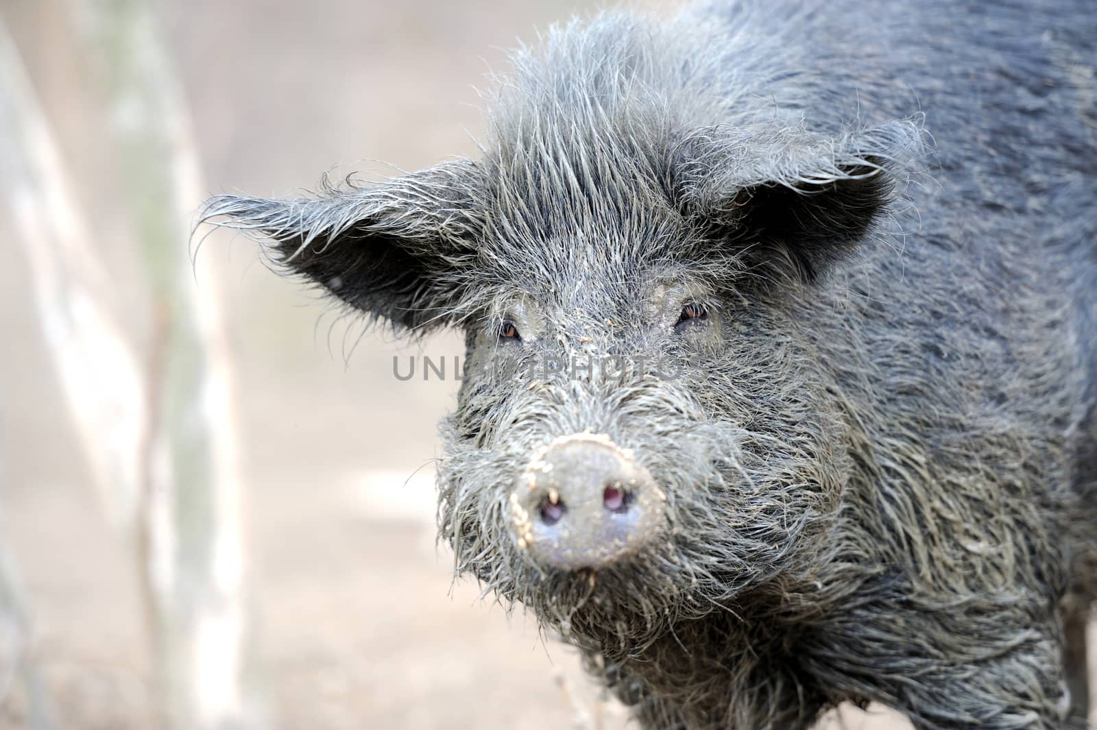 Wild boar in forest
