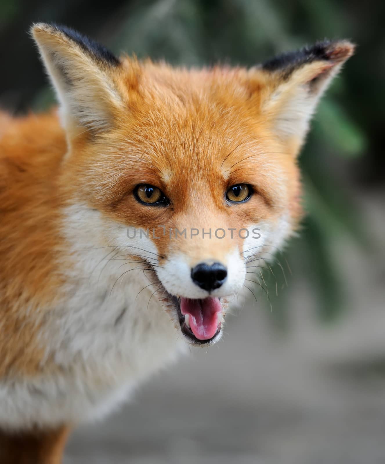 Portrait wild fox in nature