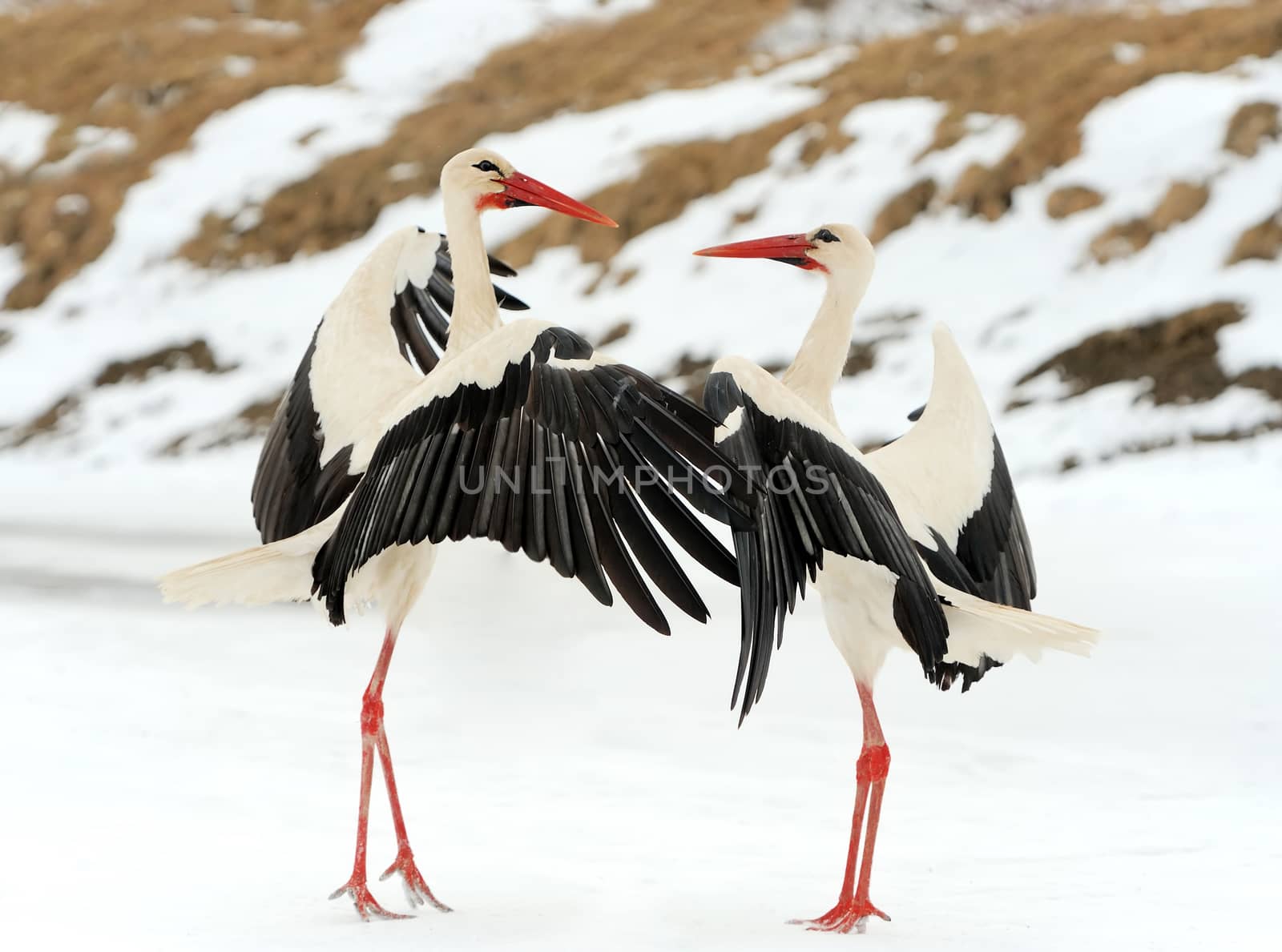 Beautiful stork at the park outdoors