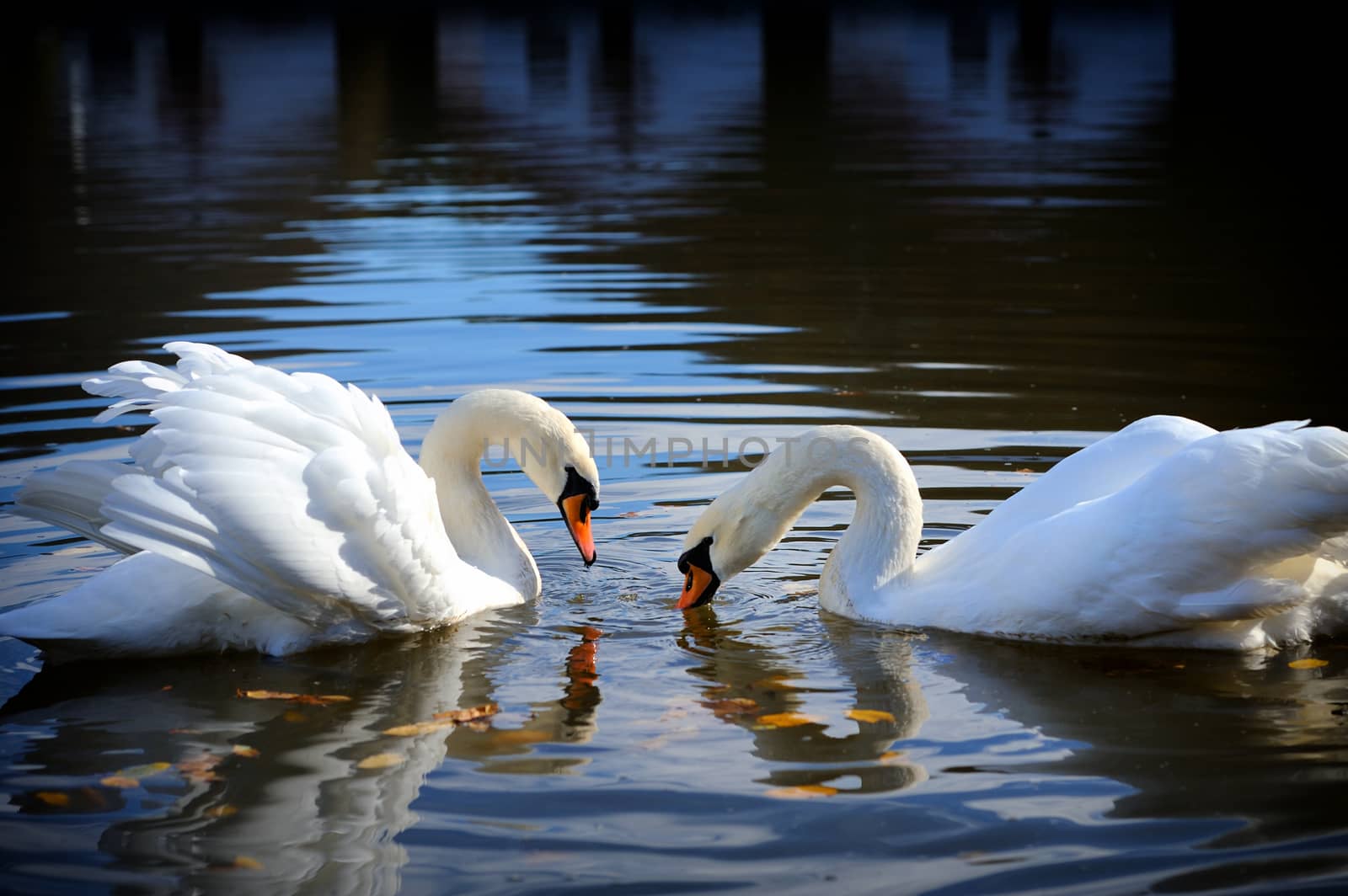 Swan swimming in the lake