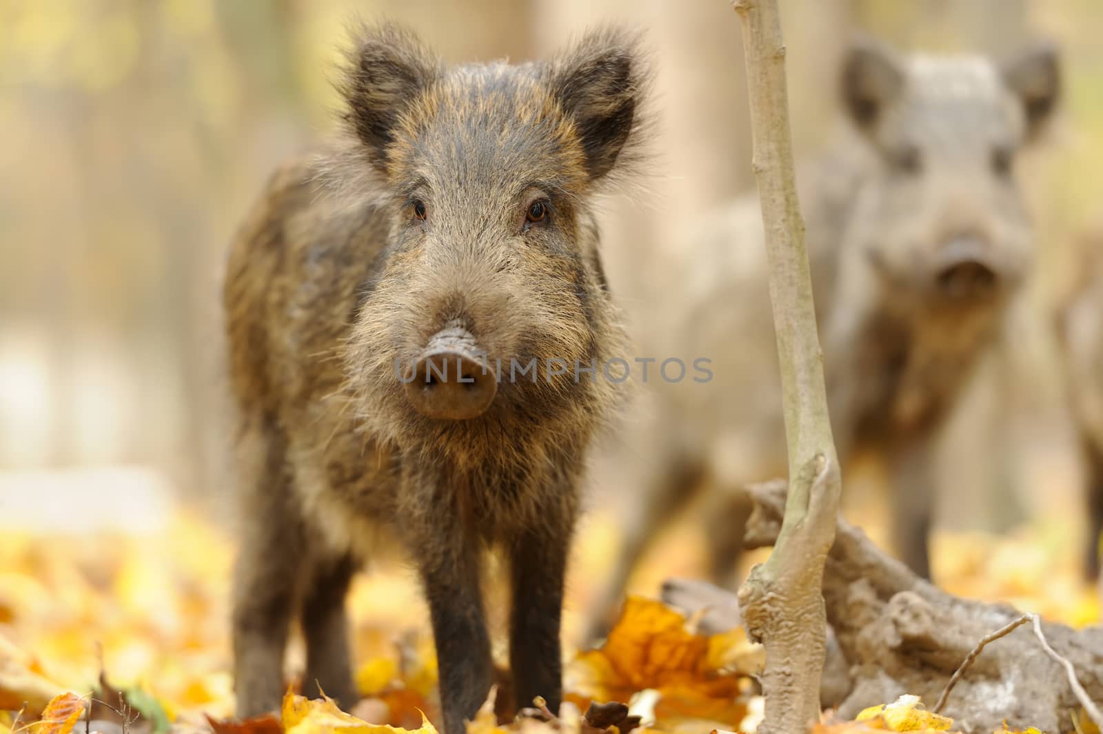 Wild boar in autumn forest