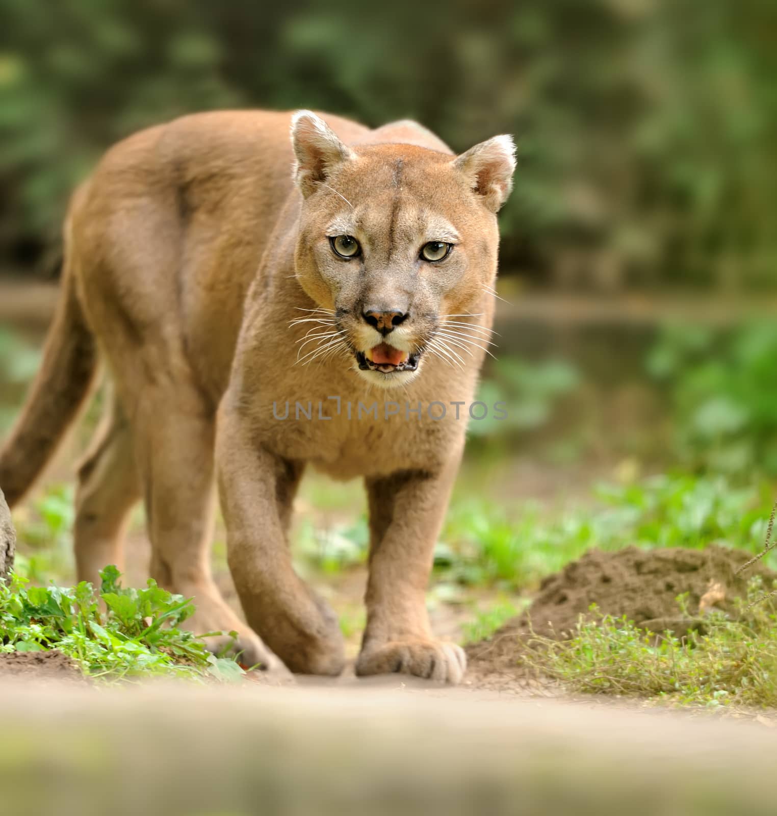Cougar by byrdyak