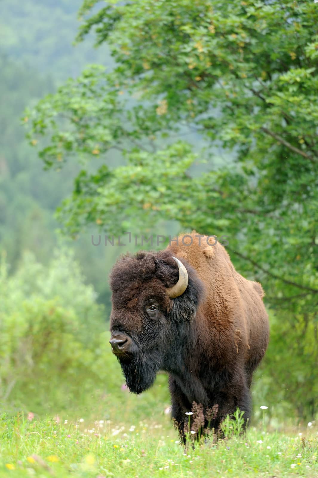 Large male of bison in the forest