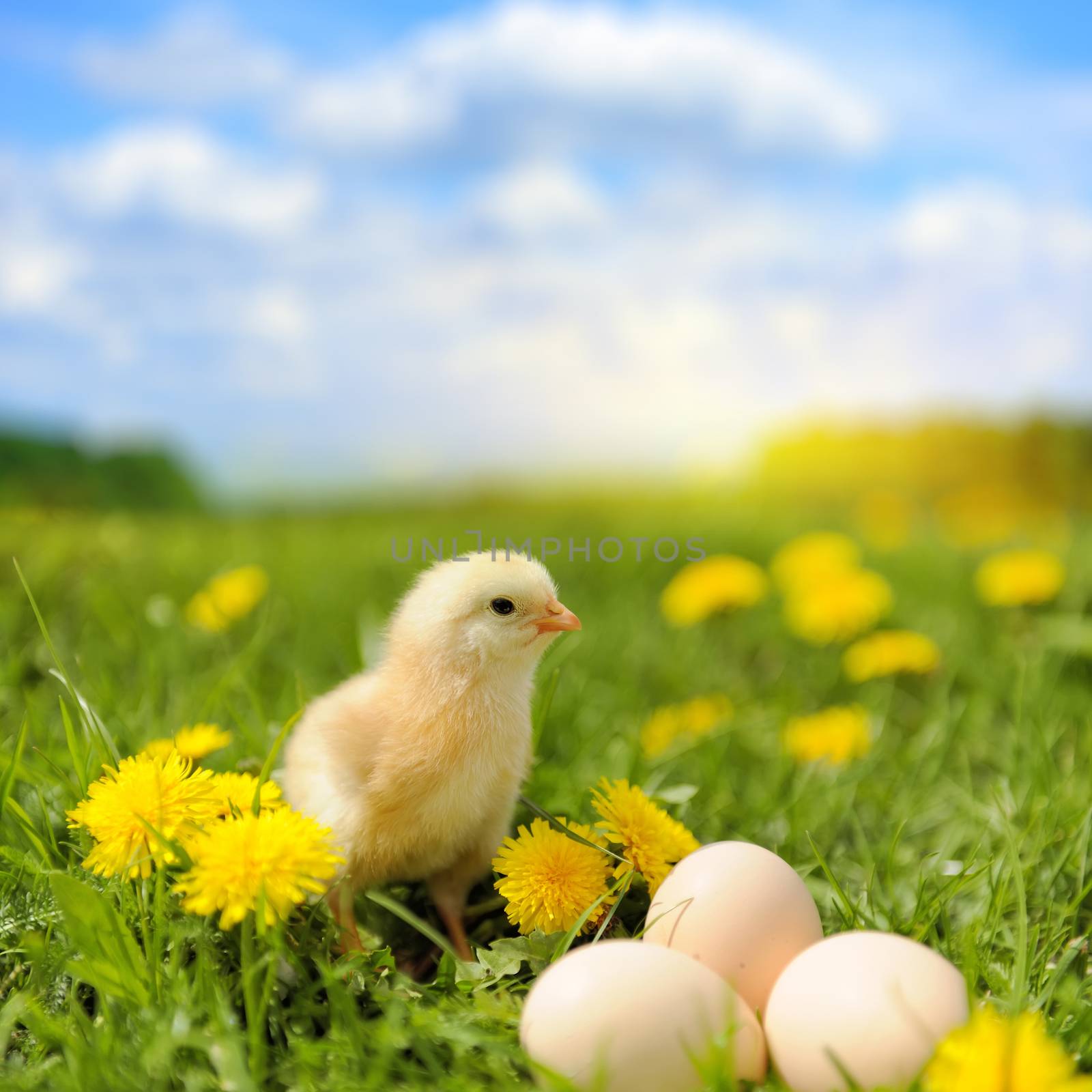 Little chicken and egg on the grass in summer day