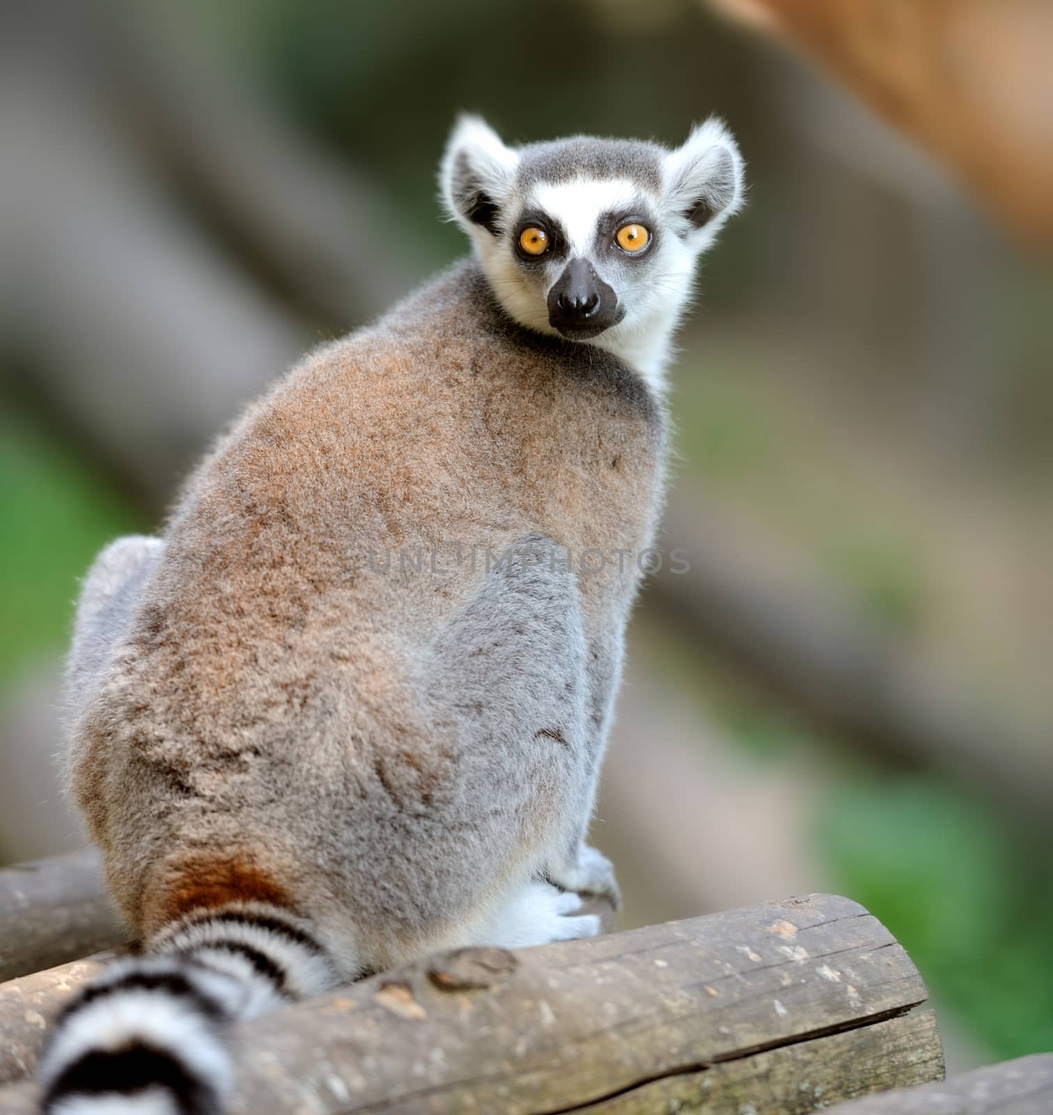 Young ring-tailed lemur