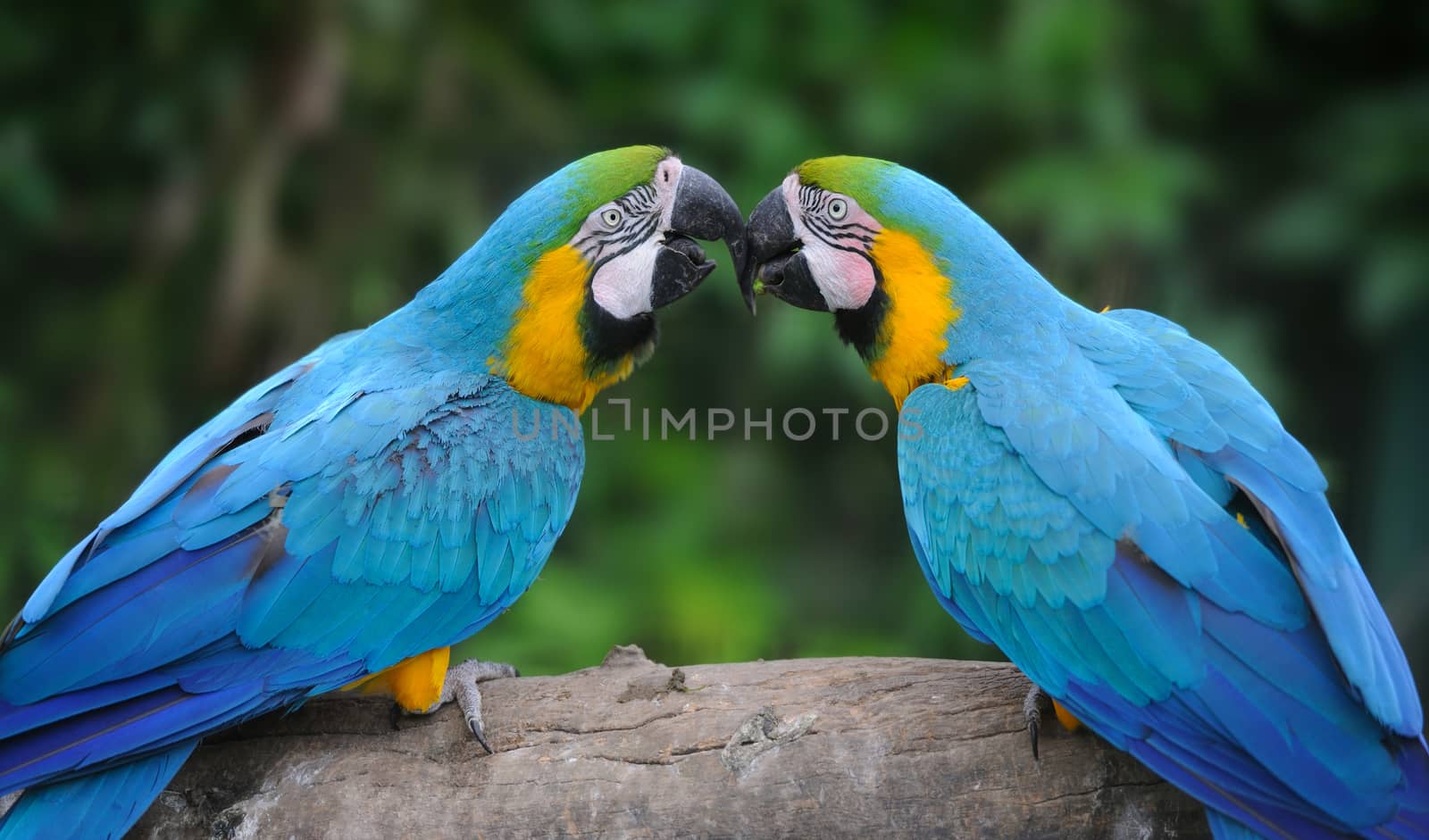 Parrot bird (Severe Macaw) sitting on the branch