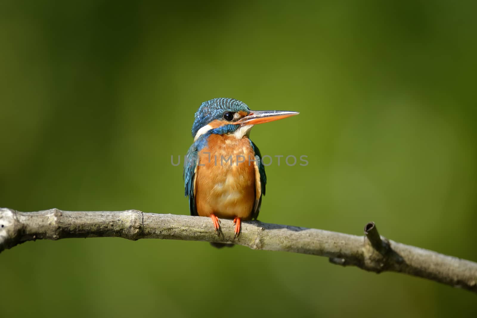 Beautiful blue Kingfisher bird on a branch