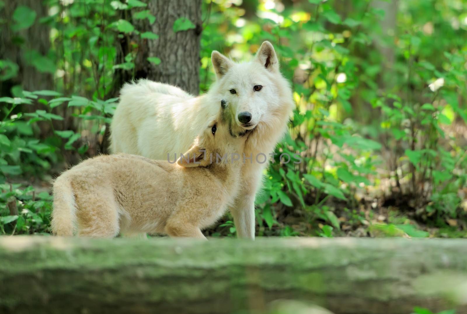 White wolf in forest