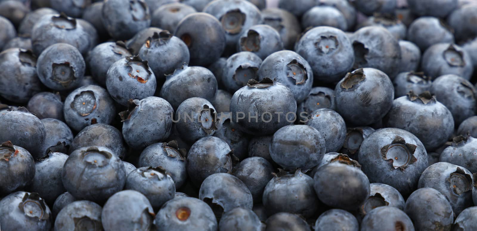 Background of fresh blueberry close up by BreakingTheWalls