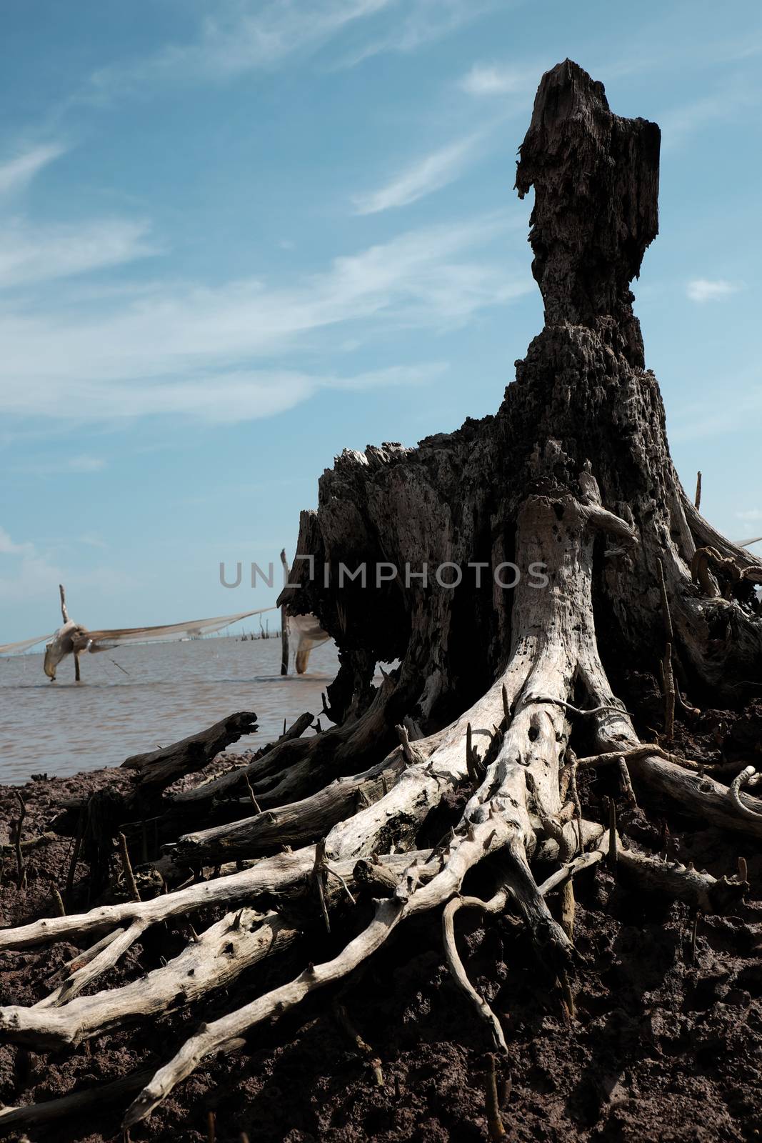 Vietnamese forest, wooden animal, tree trunk have shape as buzzard bird