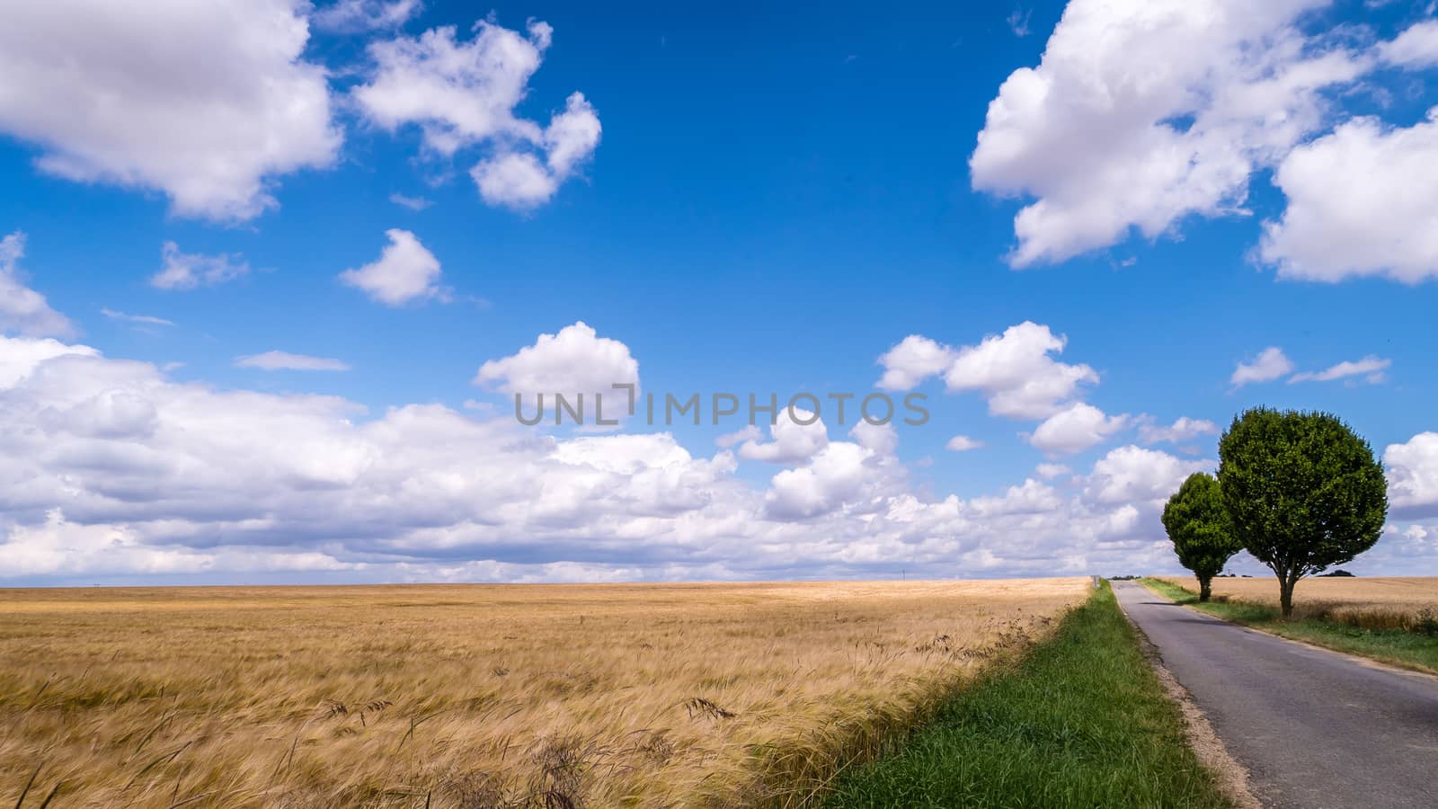 A road passing through a wheat field.