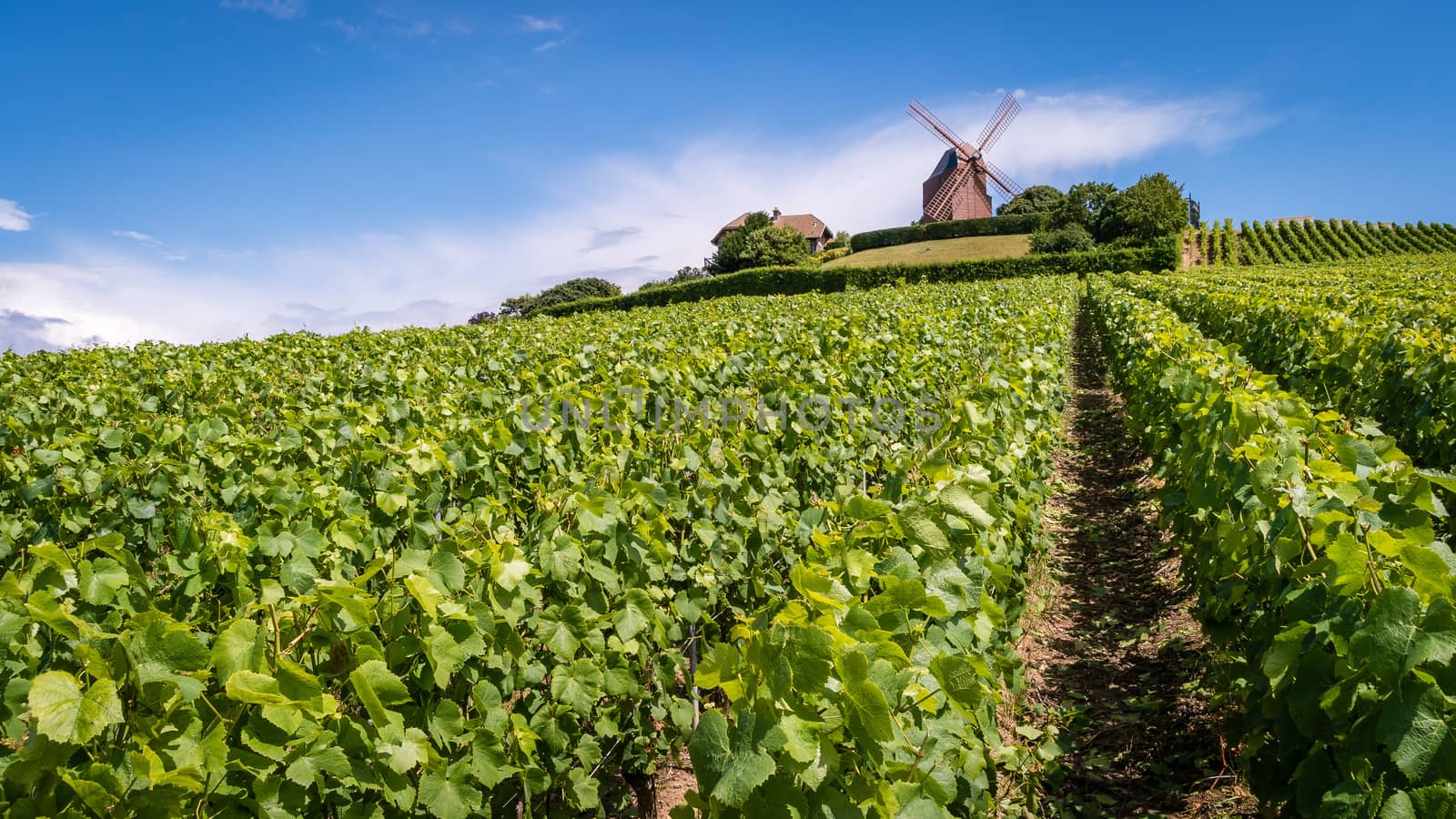 Windmill on a hill in the Champagne region