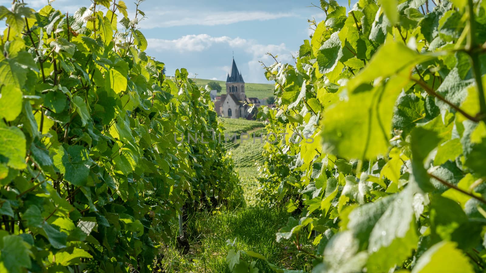 Vines with a church in the background