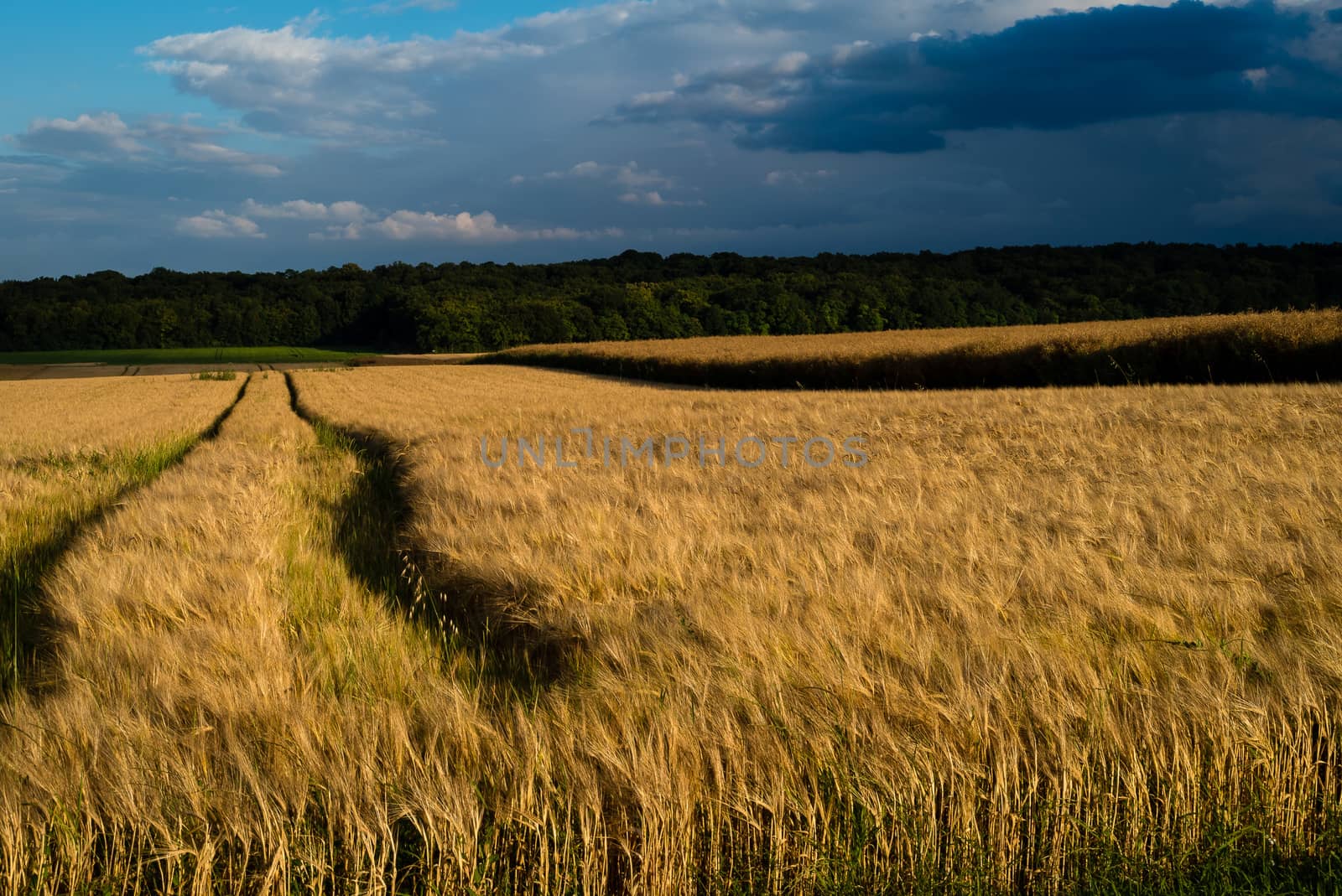 A storm at sunset over wheat crops