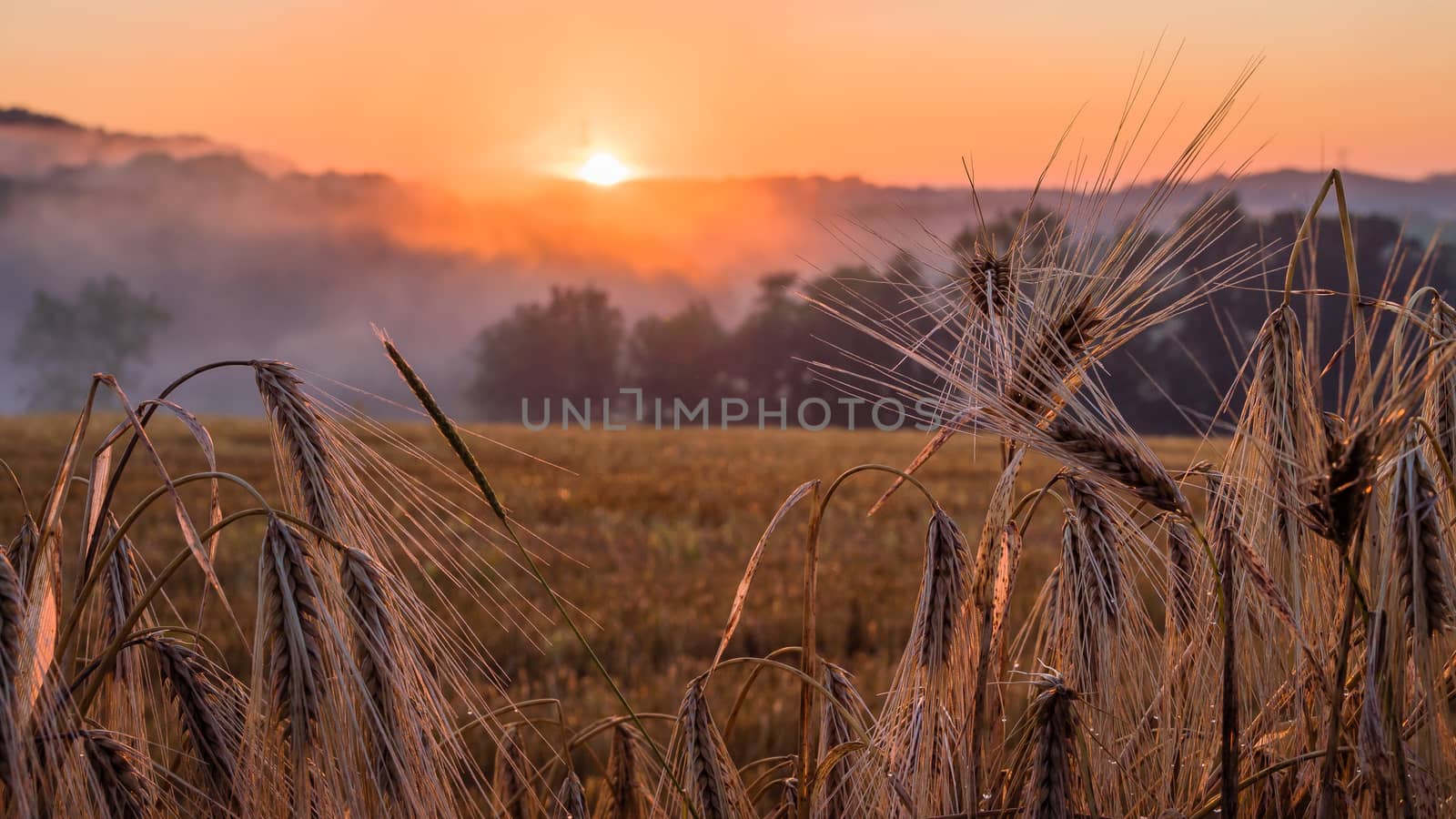 Sunset in the Champagne region, France