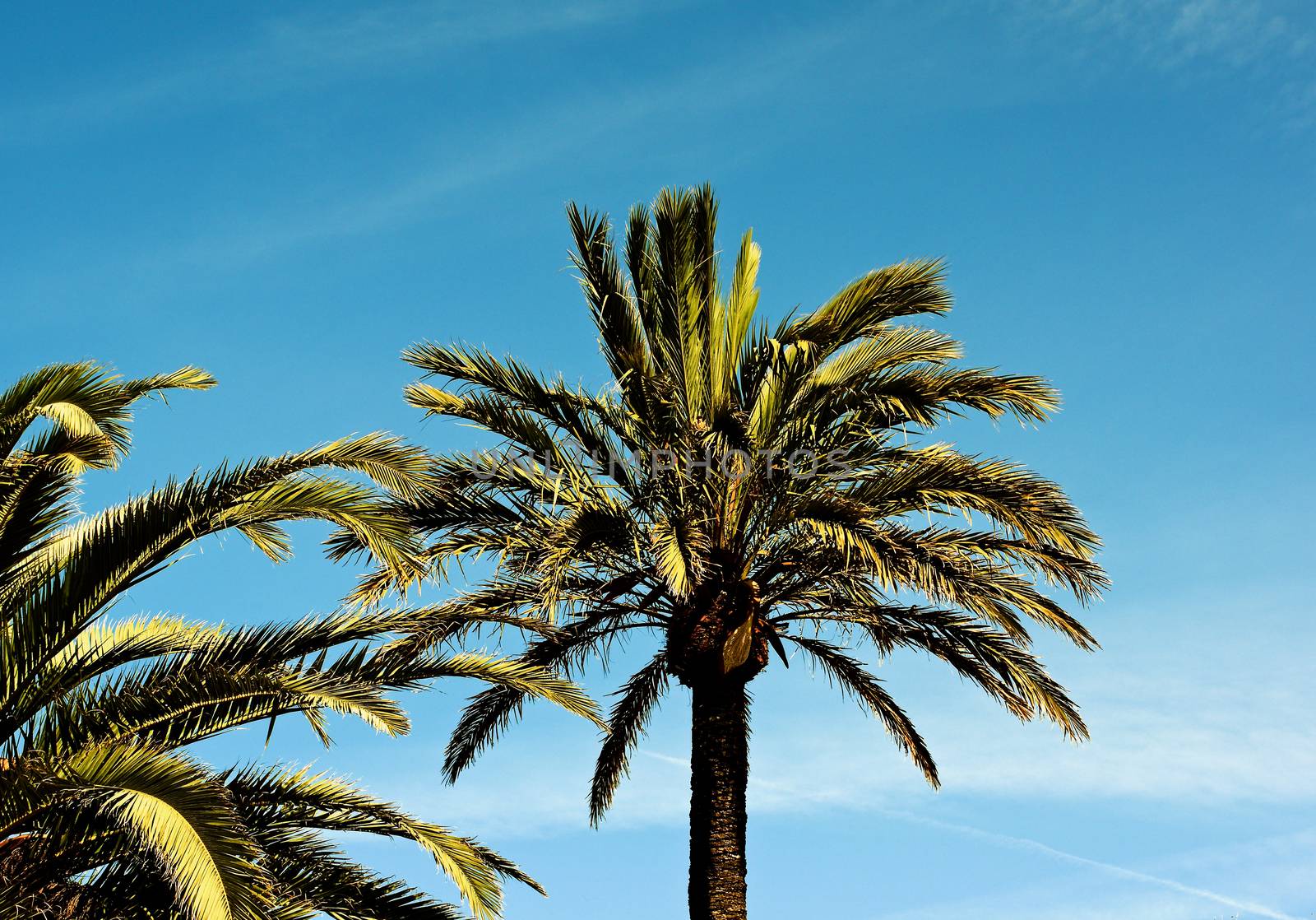 Palm Trees on Blue Sky by zhekos