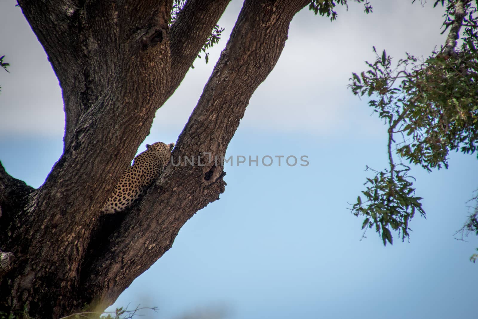 Back of a Leopard in a tree in the Kruger.` by Simoneemanphotography