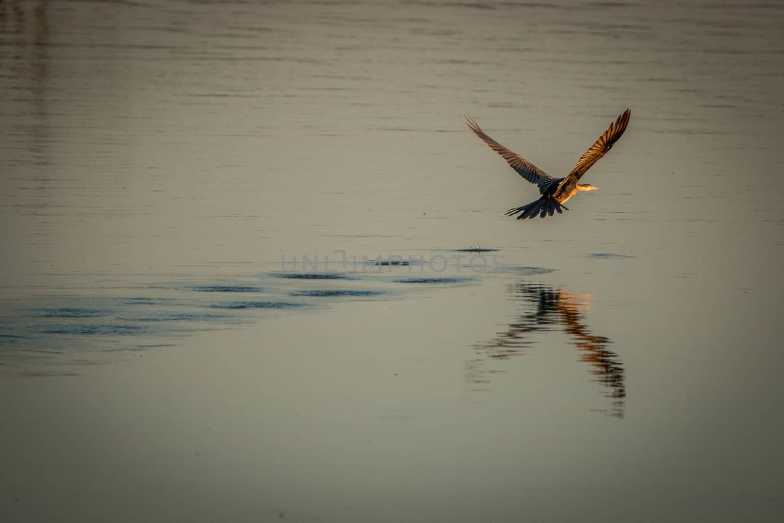 An African darter flying over the water. by Simoneemanphotography